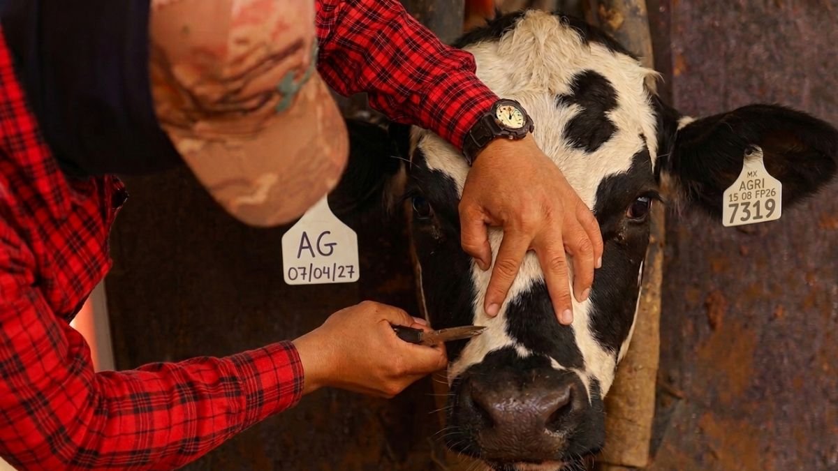 México crea Consejo Técnico-Científico para combatir el gusano barrenador del ganado