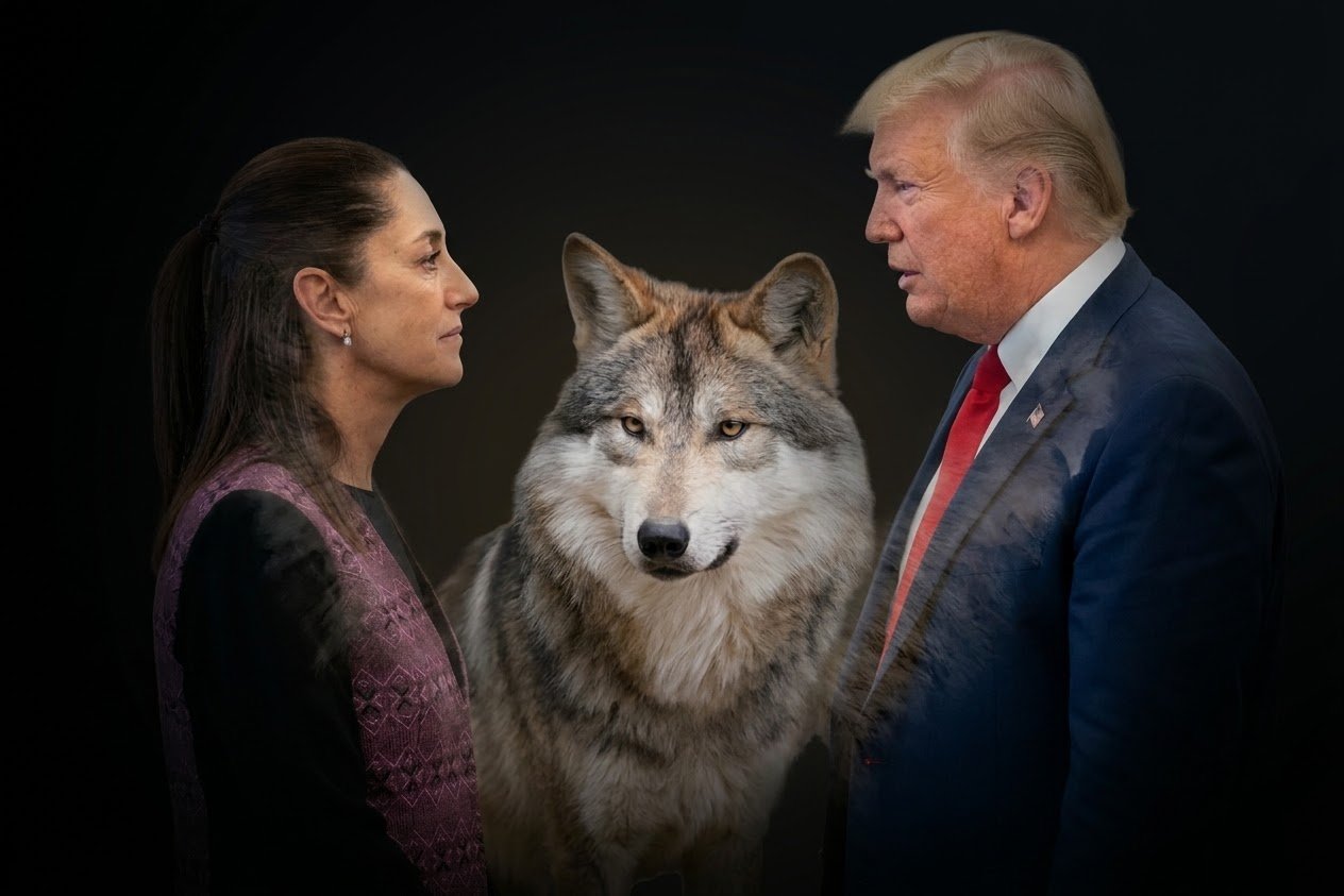 Sheinbaum llama a coordinarse con EU ante posible cambio en protección del lobo mexicano