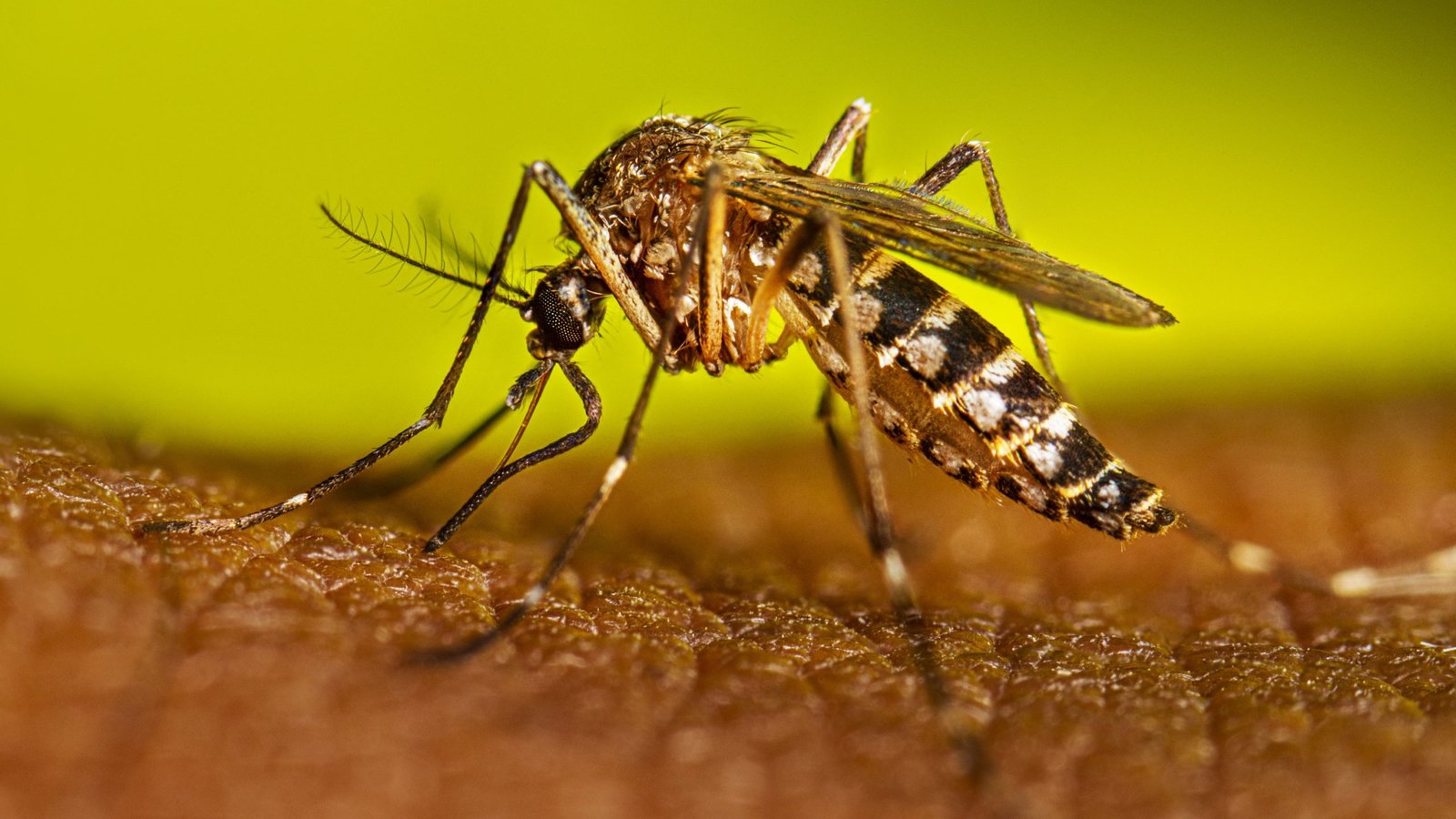 Incrementan los casos de dengue en la región sur