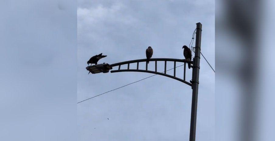 ¿Coincidencia? Tres aguilillas aparecen en plena CDMX durante el mes patrio y hasta fueron captadas alimentándose